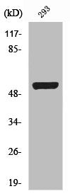 Western Blot analysis of 293 cells using Smad3 Polyclonal Antibody
