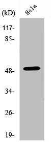Western Blot analysis of HepG2 cells using SMAP45 Polyclonal Antibody
