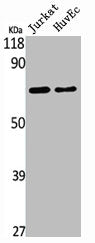 Western Blot analysis of Jurkat HuvEc cells using SMIF Polyclonal Antibody
