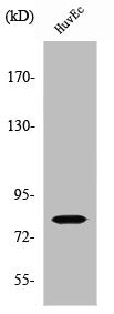 Western Blot analysis of HuvEc cells using SMIT Polyclonal Antibody