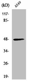 Western Blot analysis of A549 cells using sMtCK Polyclonal Antibody