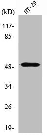 Western Blot analysis of HT29 cells using SMYD2 Polyclonal Antibody