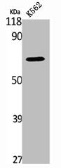 Western Blot analysis of K562 cells using SNX1 Polyclonal Antibody