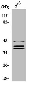 Western Blot analysis of COS7 cells using Sox-8/9/17/18 Polyclonal Antibody
