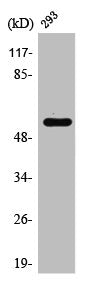 Western Blot analysis of 293 cells using Sox-9 Polyclonal Antibody