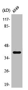 Western Blot analysis of A549 cells using SP-B Polyclonal Antibody