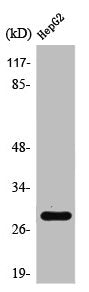 Western Blot analysis of HeLa cells using Spi-C Polyclonal Antibody