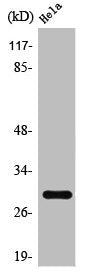Western Blot analysis of HeLa cells using Spindlin-1 Polyclonal Antibody