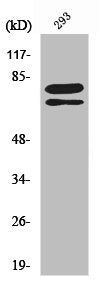 Western Blot analysis of 293 cells using Splicing factor 1 Polyclonal Antibody