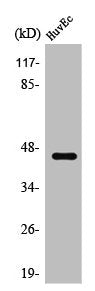Western Blot analysis of HepG2 cells using SPT3 Polyclonal Antibody