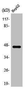 Western Blot analysis of Jurkat cells using SR-1A Polyclonal Antibody