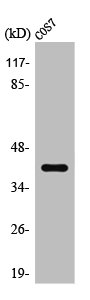 Western Blot analysis of COS7 cells using SR-1F Polyclonal Antibody