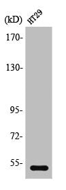 Western Blot analysis of HeLa cells using SR-2B Polyclonal Antibody