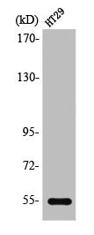 Western Blot analysis of HT29 cells using SR-3A Polyclonal Antibody