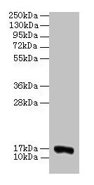 Western blot All lanes: COX5A antibody at 2µg/ml + 293T whole cell lysate Secondary Goat polyclonal to rabbit IgG at 1/15000 dilution Predicted band size: 17 kDa Observed band size: 17 kDa