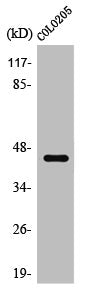 Western Blot analysis of Jurkat cells using SR-4 Polyclonal Antibody