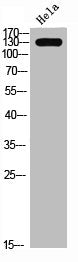 Western Blot analysis of hela cells using SREBP-1 Polyclonal Antibody