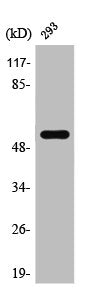 Western Blot analysis of NIH-3T3 cells using SRp75 Polyclonal Antibody