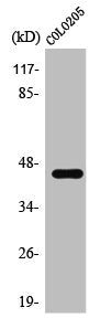 Western Blot analysis of COLO205 cells using SSB Polyclonal Antibody