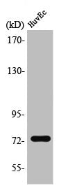 Western Blot analysis of HuvEc cells using SSH3 Polyclonal Antibody