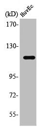 Western Blot analysis of HuvEc cells using ST18 Polyclonal Antibody