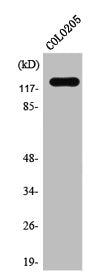 Western Blot analysis of COLO205 cells using ST5 Polyclonal Antibody