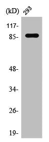 Western Blot analysis of 4T1 cells using Stat1 Polyclonal Antibody