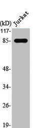 Western Blot analysis of Jurkat cells using Stat1 Polyclonal Antibody