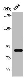 Western Blot analysis of HT29 cells using Stat3 Polyclonal Antibody