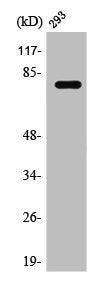 Western Blot analysis of 293 cells using Stat4 Polyclonal Antibody