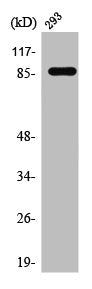 Western Blot analysis of 293 cells using Stat5a Polyclonal Antibody