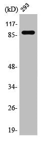 Western Blot analysis of 293 cells using Stat5a Polyclonal Antibody