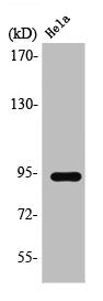 Western Blot analysis of HeLa cells using Stat6 Polyclonal Antibody