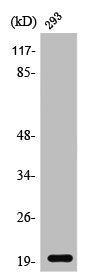 Western Blot analysis of 293 cells using Stathmin-3 Polyclonal Antibody