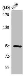 Western Blot analysis of HT29 cells using StIp1 Polyclonal Antibody