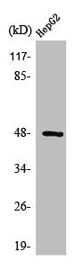Western Blot analysis of HepG2 cells using Strad Polyclonal Antibody