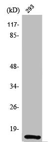Western Blot analysis of 293 cells using SUMO-1 Polyclonal Antibody