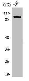Western Blot analysis of 293 cells using SWAP Polyclonal Antibody