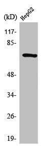 Western Blot analysis of HepG2 cells using Syk Polyclonal Antibody