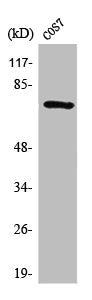 Western Blot analysis of COS7 cells using Syk Polyclonal Antibody