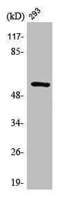 Western Blot analysis of 293 cells using Synaptotagmin Polyclonal Antibody
