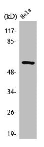 Western Blot analysis of HeLa cells using Synaptotagmin Polyclonal Antibody