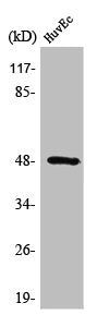 Western Blot analysis of HuvEc cells using Synaptotagmin XIII Polyclonal Antibody