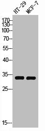 Western Blot analysis of HT29 MCF7 cells using Syntaxin 1 Polyclonal Antibody