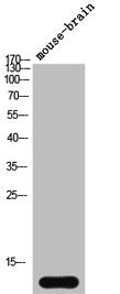 Western Blot analysis of mouse-brain cells using Synuclein-α Polyclonal Antibody