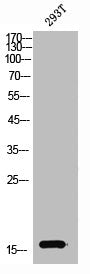 Western Blot analysis of 293T cells using Synuclein-α Polyclonal Antibody