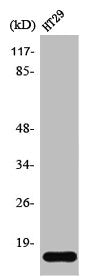 Western Blot analysis of HT29 cells using Synuclein-γ Polyclonal Antibody