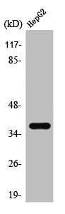 Western Blot analysis of HepG2 cells using T2R39 Polyclonal Antibody