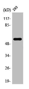 Western Blot analysis of 293 cells using T3JAM Polyclonal Antibody