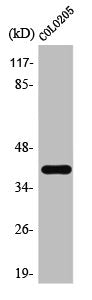 Western Blot analysis of HepG2 cells using TAAR3 Polyclonal Antibody